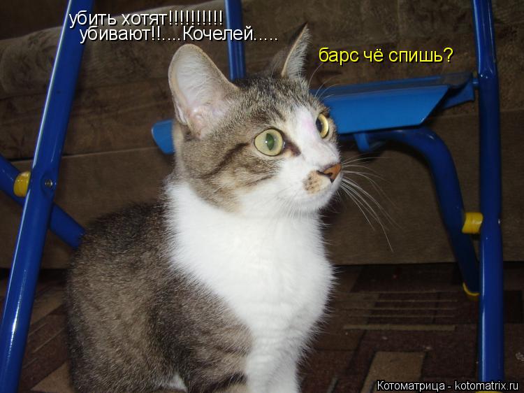 убить хотят!!!!!!!!!! убивают!!....Кочелей..... барс чё спишь?... Котоматрица: убить хотят!!!!!!!!!! убивают!!....Кочелей..... барс чё спишь?
