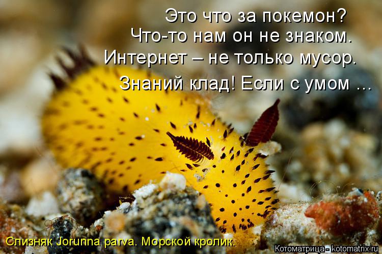 Это что за покемон? Что-то нам он не знаком. Интернет – не только мусор. Знаний клад! Если с умом … С... Котоматрица: Это что за покемон? Что-то нам он не знаком. Интернет – не только мусор. Знаний клад! Если с умом … Слизняк Jorunna parva. Морской кролик.