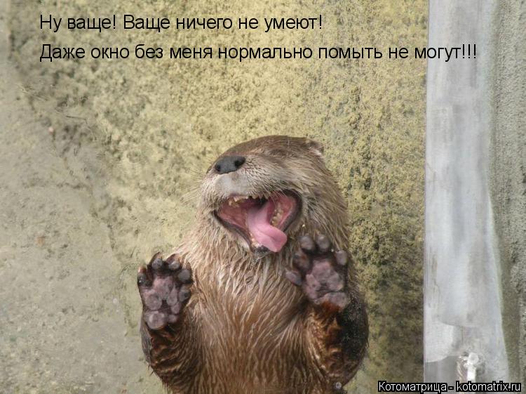 Ну ваще! Ваще ничего не умеют! Даже окно без меня нормально помыть не могут!!!... Котоматрица: Ну ваще! Ваще ничего не умеют! Даже окно без меня нормально помыть не могут!!!