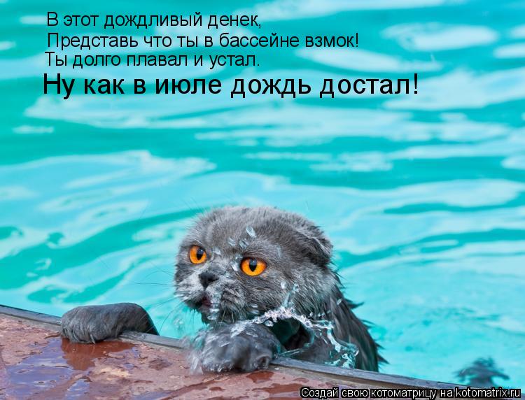 В этот дождливый денек, Представь что ты в бассейне взмок! Ты долго плавал и устал. Ну как в июле до... Котоматрица: В этот дождливый денек, Представь что ты в бассейне взмок! Ты долго плавал и устал. Ну как в июле дождь достал!