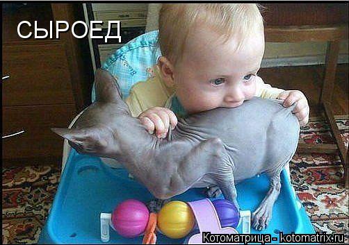 СЫРОЕД... Котоматрица: СЫРОЕД