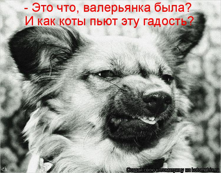 - Это что, валерьянка была? И как коты пьют эту гадость?... Котоматрица: - Это что, валерьянка была? И как коты пьют эту гадость?