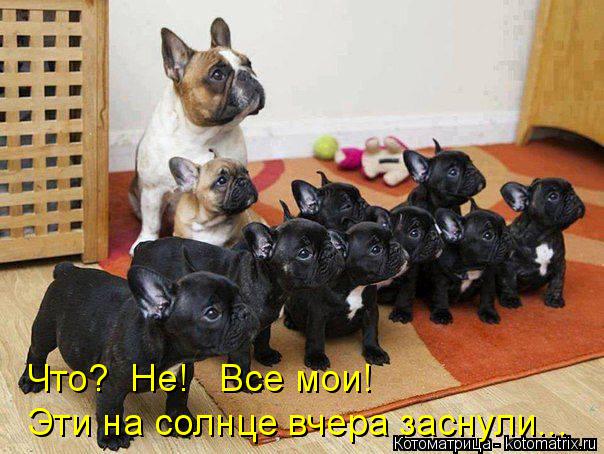Что? Не! Все мои! Эти на солнце вчера заснули...... Котоматрица: Что? Не! Все мои! Эти на солнце вчера заснули...