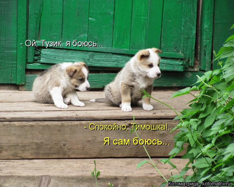 - Ой, Тузик, я боюсь... - Спокойно, Тимошка!.. Я сам боюсь...... Котоматрица: - Ой, Тузик, я боюсь... - Спокойно, Тимошка!.. Я сам боюсь...