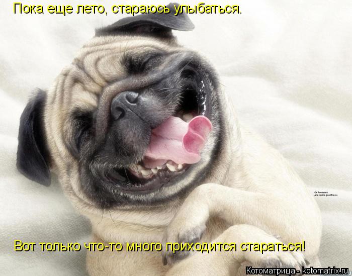 Пока еще лето, стараюсь улыбаться. Вот только что-то много приходится стараться!... Котоматрица: Пока еще лето, стараюсь улыбаться. Вот только что-то много приходится стараться!