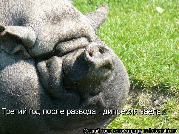 Третий год после развода - дипресия заела..... Котоматрица: Третий год после развода - дипресия заела..