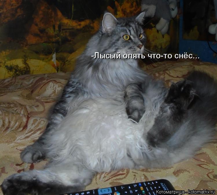 -Лысый опять что-то снёс...... Котоматрица: -Лысый опять что-то снёс...
