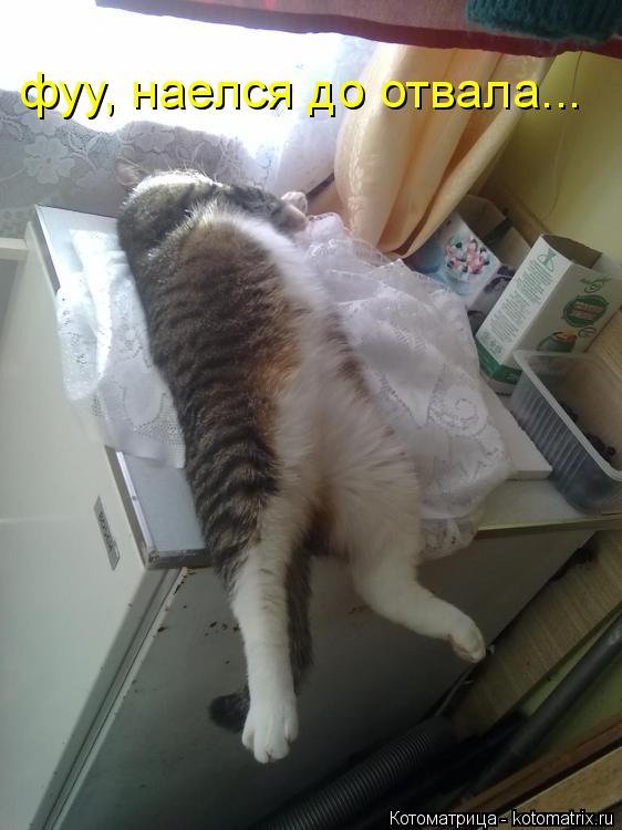 фуу, наелся до отвала...... Котоматрица: фуу, наелся до отвала...