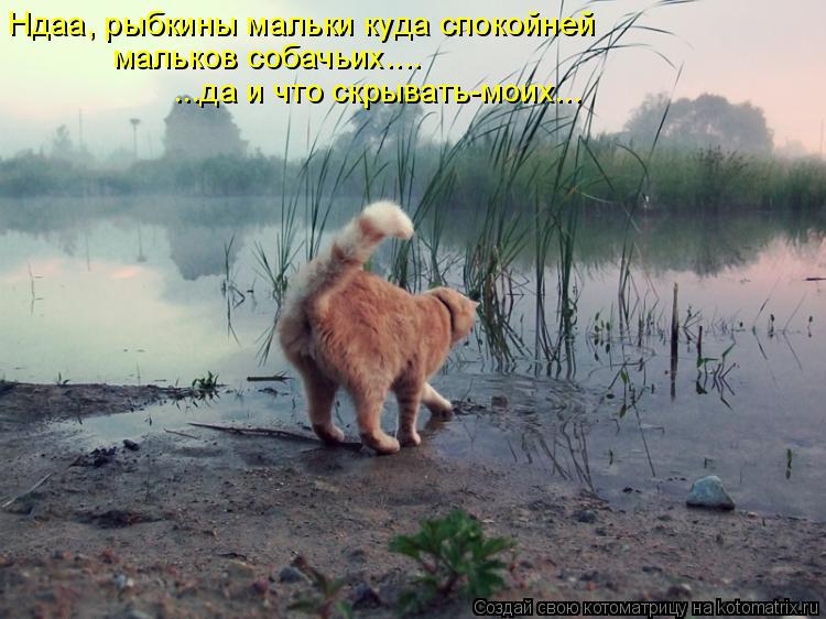 Ндаа, рыбкины мальки куда спокойней мальков собачьих.... ...да и что скрывать-моих...... Котоматрица: Ндаа, рыбкины мальки куда спокойней мальков собачьих.... ...да и что скрывать-моих...