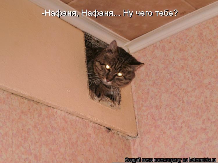 -Нафаня, Нафаня... Ну чего тебе?... Котоматрица: -Нафаня, Нафаня... Ну чего тебе?