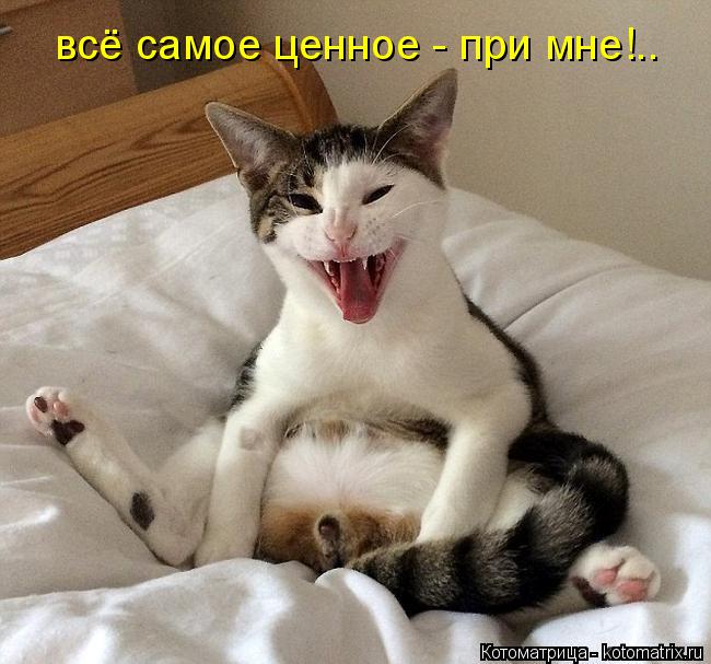 всё самое ценное - при мне!..... Котоматрица: всё самое ценное - при мне!..