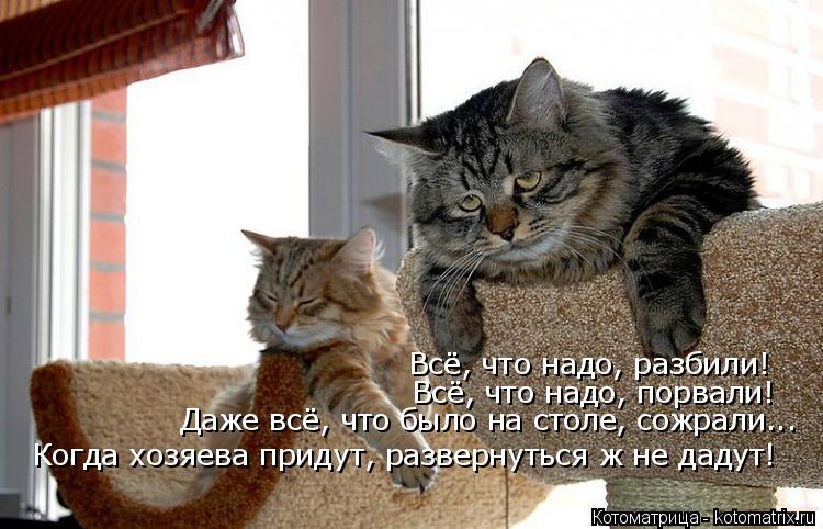 Всё, что надо, разбили! Всё, что надо, порвали! Даже всё, что было на столе, сожрали... Когда хозяева... Котоматрица: Всё, что надо, разбили! Всё, что надо, порвали! Даже всё, что было на столе, сожрали... Когда хозяева придут, развернуться ж не дадут!