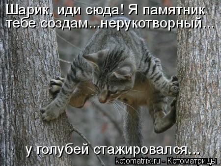 тебе создам...нерукотворный... Шарик, иди сюда! Я памятник у голубей стажировался...... Котоматрица: тебе создам...нерукотворный... Шарик, иди сюда! Я памятник у голубей стажировался...