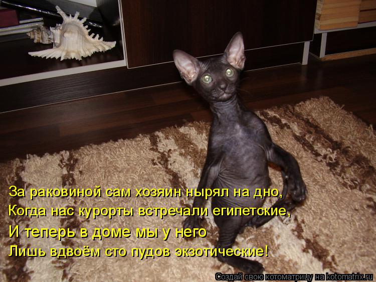 За раковиной сам хозяин нырял на дно, Когда нас курорты встречали египетские, И теперь в доме мы у не... Котоматрица: За раковиной сам хозяин нырял на дно, Когда нас курорты встречали египетские, И теперь в доме мы у него Лишь вдвоём сто пудов экзотические!