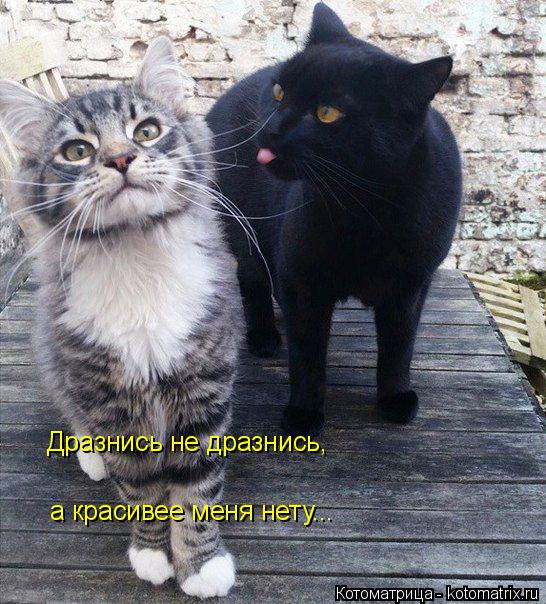 Дразнись не дразнись, а красивее меня нету...... Котоматрица: Дразнись не дразнись, а красивее меня нету...