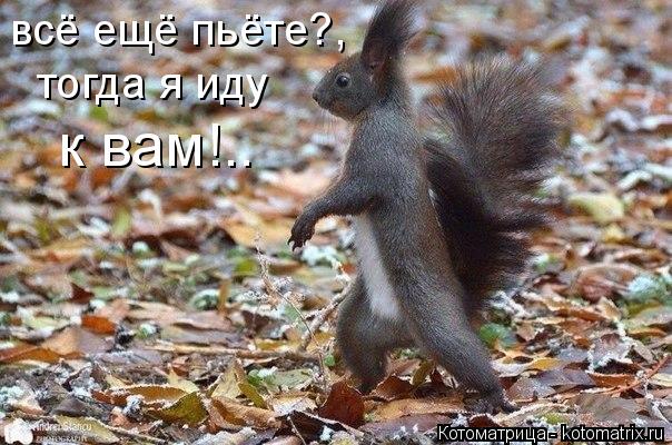 всё ещё пьёте?, тогда я иду к вам!..... Котоматрица: всё ещё пьёте?, тогда я иду к вам!..
