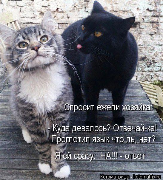 Я ей сразу: НА!!! - ответ Проглотил язык что ль, нет? - Куда девалось? Отвечай-ка! Спросит ежели хоз... Котоматрица: Я ей сразу: НА!!! - ответ Проглотил язык что ль, нет? - Куда девалось? Отвечай-ка! Спросит ежели хозяйка: