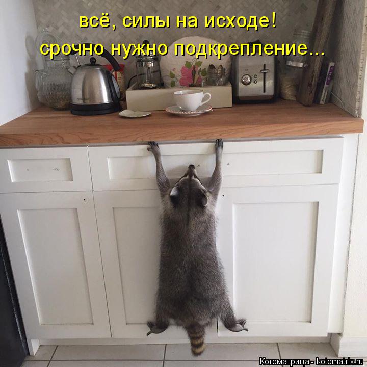 всё, силы на исходе! срочно нужно подкрепление...... Котоматрица: всё, силы на исходе! срочно нужно подкрепление...
