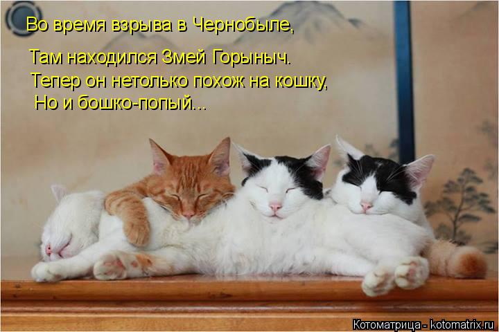 Во время взрыва в Чернобыле, Там находился Змей Горыныч. Тепер он нетолько похож на кошку, Но и бошко... Котоматрица: Во время взрыва в Чернобыле, Там находился Змей Горыныч. Тепер он нетолько похож на кошку, Но и бошко-попый...