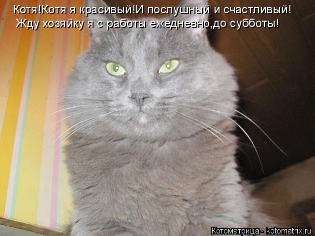Котя!Котя я красивый!И послушный и счастливый! Жду хозяйку я с работы ежедневно,до субботы!... Котоматрица: Котя!Котя я красивый!И послушный и счастливый! Жду хозяйку я с работы ежедневно,до субботы!