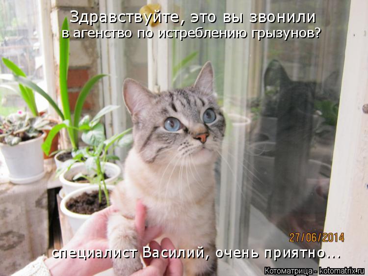Здравствуйте, это вы звонили в агенство по истреблению грызунов? специалист Василий, очень приятно...... Котоматрица: Здравствуйте, это вы звонили в агенство по истреблению грызунов? специалист Василий, очень приятно...