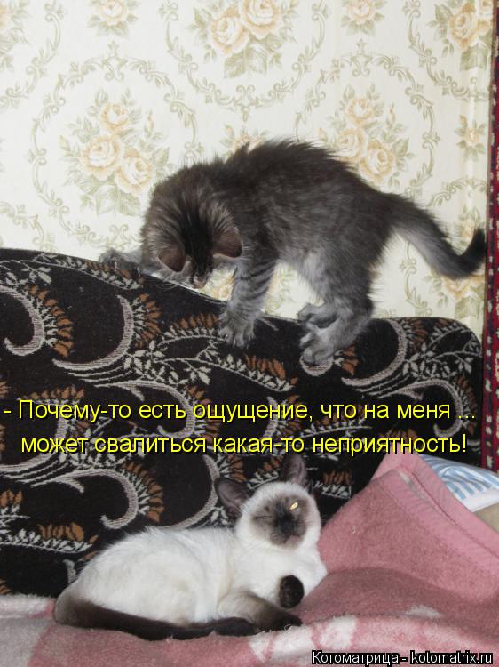 - Почему-то есть ощущение, что на меня ... может свалиться какая-то неприятность!... Котоматрица: - Почему-то есть ощущение, что на меня ... может свалиться какая-то неприятность!