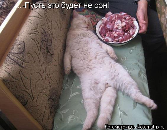 ...-Пусть это будет не сон!... Котоматрица: ...-Пусть это будет не сон!