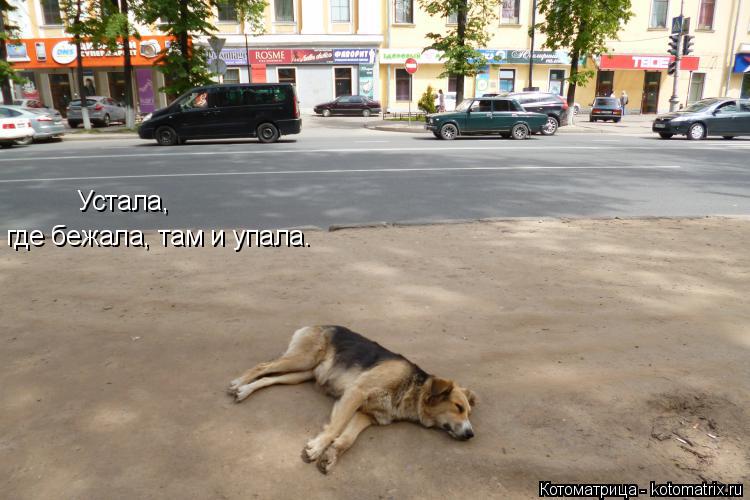 Устала, где бежала, там и упала.... Котоматрица: Устала, где бежала, там и упала.
