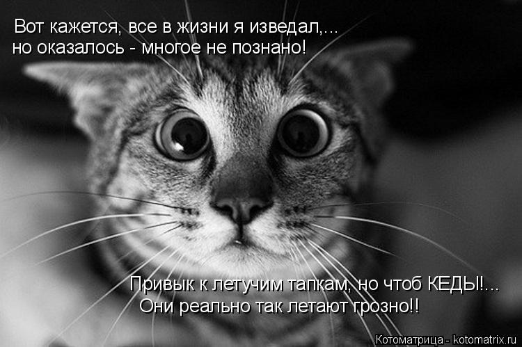 Вот кажется, все в жизни я изведал,... но оказалось - многое не познано! Привык к летучим тапкам, но ... Котоматрица: Вот кажется, все в жизни я изведал,... но оказалось - многое не познано! Привык к летучим тапкам, но чтоб КЕДЫ!... Они реально так летают грозно!!