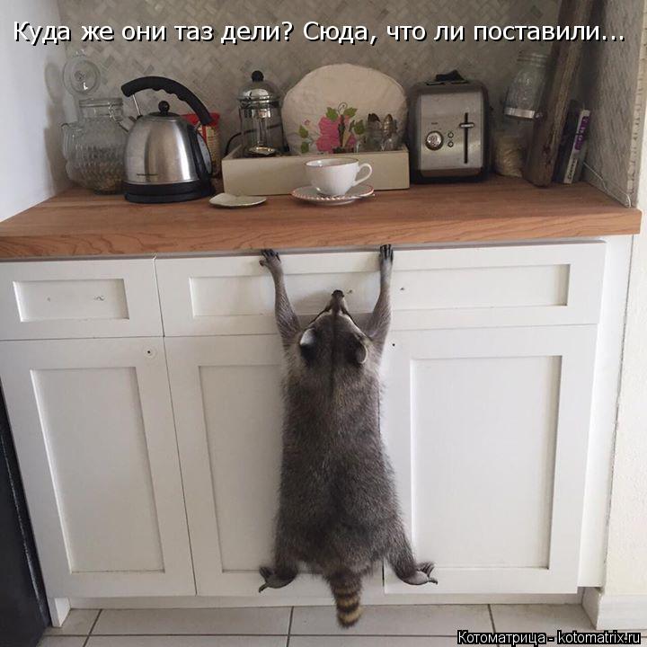 Куда же они таз дели? Сюда, что ли поставили...... Котоматрица: Куда же они таз дели? Сюда, что ли поставили...