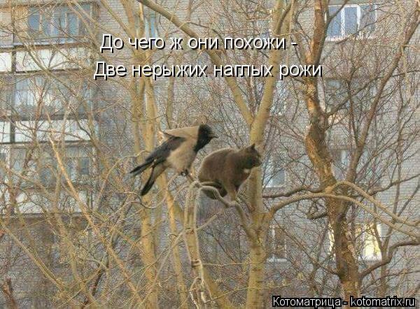 До чего ж они похожи - Две нерыжих наглых рожи... Котоматрица: До чего ж они похожи - Две нерыжих наглых рожи