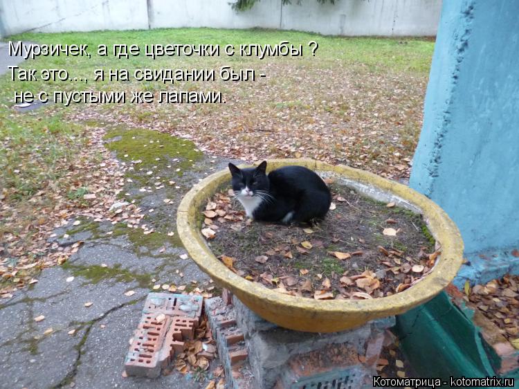 Мурзичек, а где цветочки с клумбы ? Так это..., я на свидании был - не с пустыми же лапами.... Котоматрица: Мурзичек, а где цветочки с клумбы ? Так это..., я на свидании был - не с пустыми же лапами.