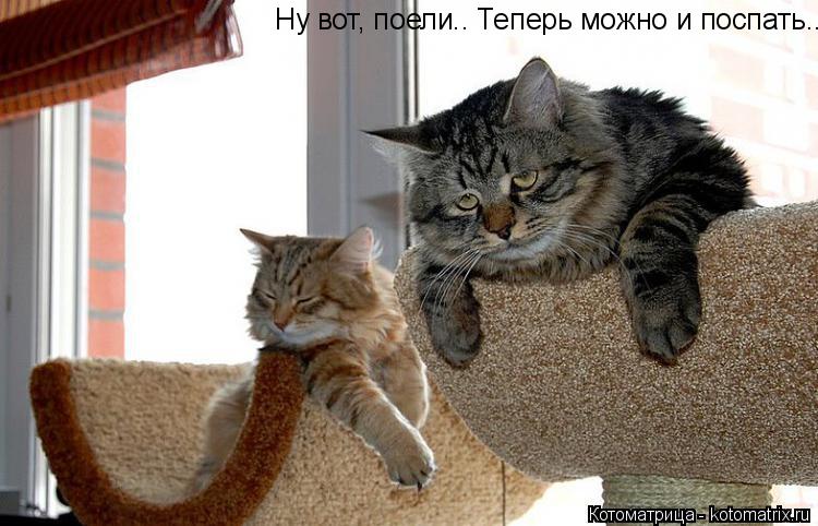 Ну вот, поели.. Теперь можно и поспать...... Котоматрица: Ну вот, поели.. Теперь можно и поспать...