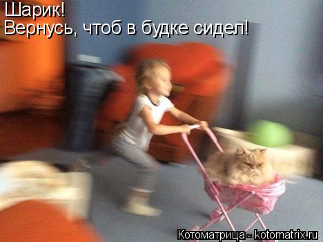 Шарик! Вернусь, чтоб в будке сидел!... Котоматрица: Шарик! Вернусь, чтоб в будке сидел!
