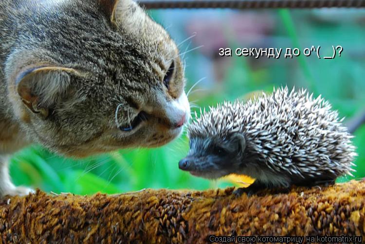 за секунду до o^( _)?... Котоматрица: за секунду до o^( _)?