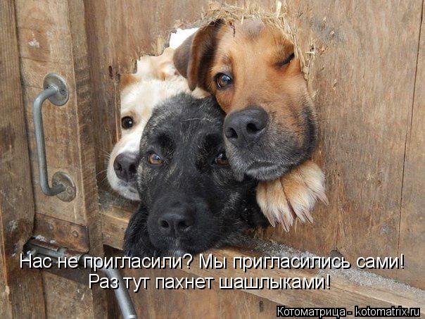 Нас не пригласили? Мы пригласились сами! Раз тут пахнет шашлыками!... Котоматрица: Нас не пригласили? Мы пригласились сами! Раз тут пахнет шашлыками!