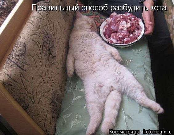 Правильный способ разбудить кота... Котоматрица: Правильный способ разбудить кота
