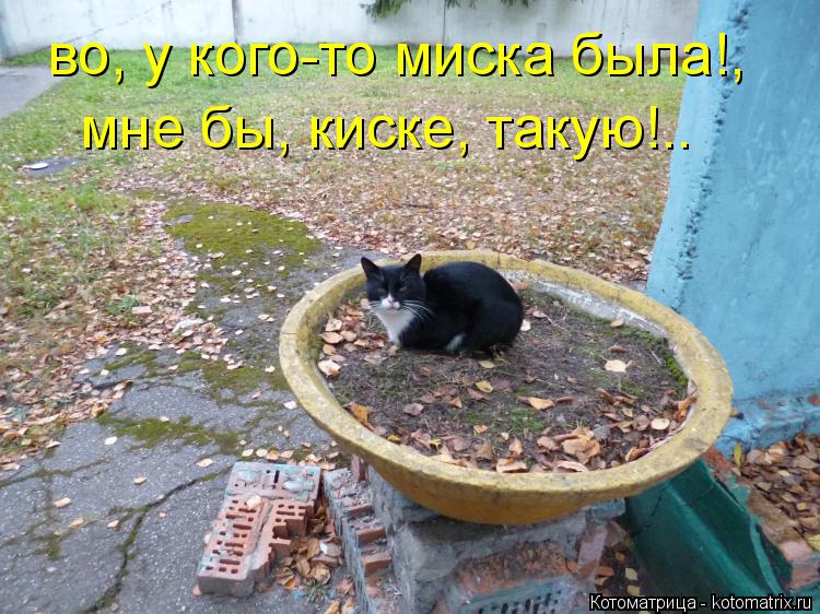 во, у кого-то миска была!, мне бы, киске, такую!..... Котоматрица: во, у кого-то миска была!, мне бы, киске, такую!..