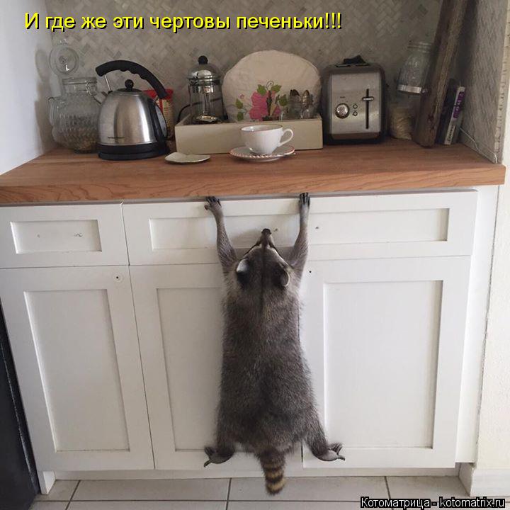 И где же эти чертовы печеньки!!!... Котоматрица: И где же эти чертовы печеньки!!!