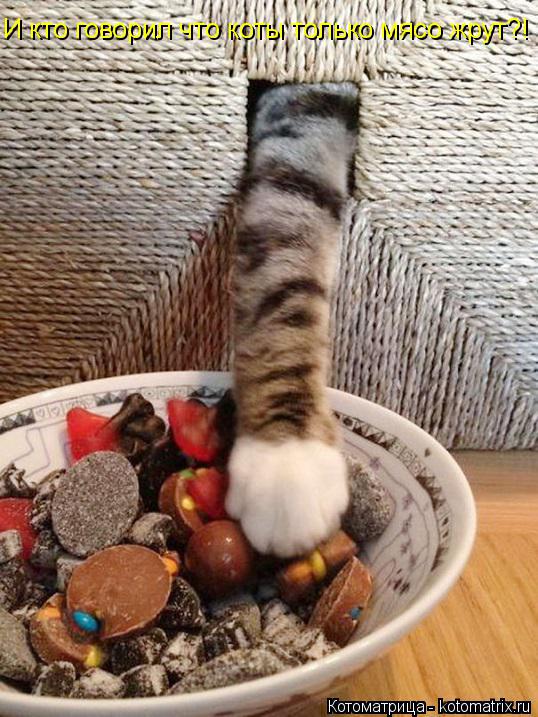 И кто говорил что коты только мясо жрут?!... Котоматрица: И кто говорил что коты только мясо жрут?!