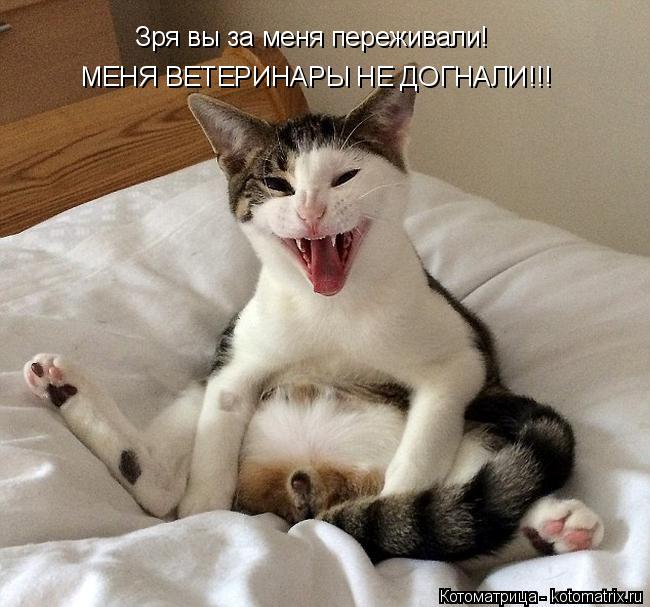 Зря вы за меня переживали! МЕНЯ ВЕТЕРИНАРЫ НЕ ДОГНАЛИ!!!... Котоматрица: Зря вы за меня переживали! МЕНЯ ВЕТЕРИНАРЫ НЕ ДОГНАЛИ!!!