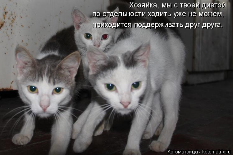 Хозяйка, мы с твоей диетой по отдельности ходить уже не можем, приходится поддерживать друг друга.... Котоматрица: Хозяйка, мы с твоей диетой по отдельности ходить уже не можем, приходится поддерживать друг друга.