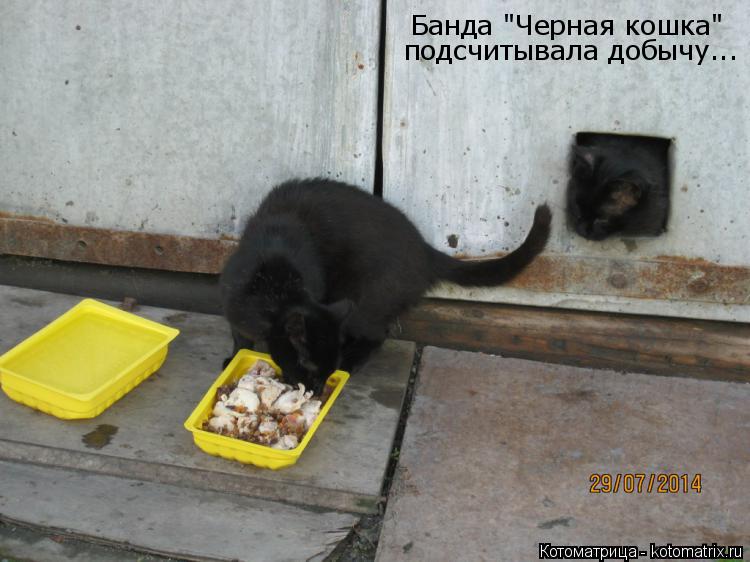 Банда "Черная кошка" подсчитывала добычу...... Котоматрица: Банда "Черная кошка" подсчитывала добычу...