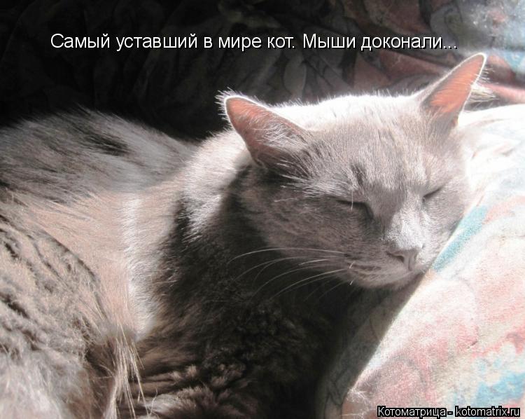 Котоматрица: Самый уставший в мире кот. Мыши доконали...