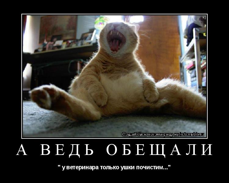 А ВЕДЬ ОБЕЩАЛИ " у ветеринара только ушки почистим..."... Котоматрица: А ВЕДЬ ОБЕЩАЛИ " у ветеринара только ушки почистим..."