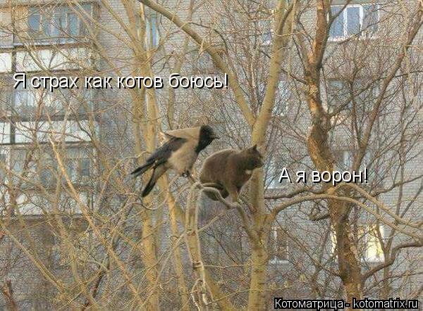 Я страх как котов боюсь! А я ворон!... Котоматрица: Я страх как котов боюсь! А я ворон!