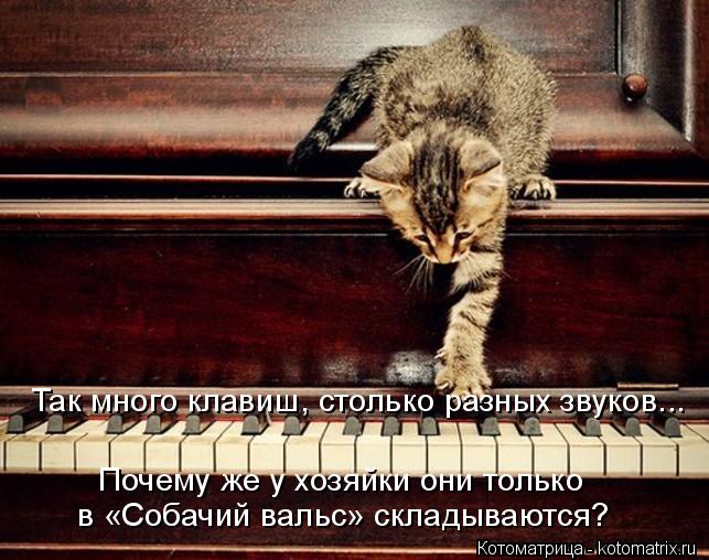 Так много клавиш, столько разных звуков... Почему же у хозяйки они только в «Собачий вальс» складываю... Котоматрица: Так много клавиш, столько разных звуков... Почему же у хозяйки они только в «Собачий вальс» складываются?