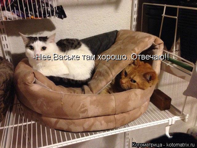 -Нее,Ваське там хорошо..Отвечаю!!... Котоматрица: -Нее,Ваське там хорошо..Отвечаю!!