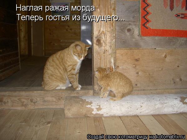 Наглая ражая морда Теперь гостья из будущего...... Котоматрица: Наглая ражая морда Теперь гостья из будущего...