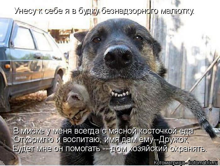 Унесу к себе я в будку безнадзорного малютку. В миске у меня всегда с мясной косточкой еда. Откормлю ... Котоматрица: Унесу к себе я в будку безнадзорного малютку. В миске у меня всегда с мясной косточкой еда. Откормлю и воспитаю, имя дам ему--Дружок, Будет мн